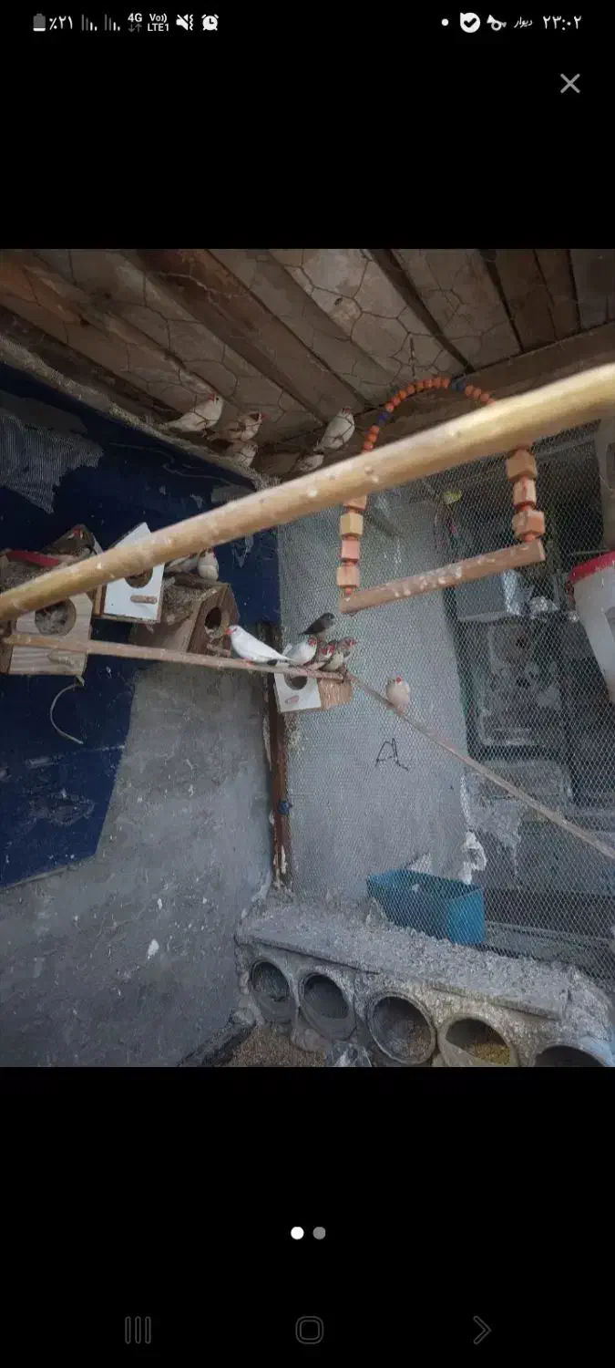 فنچ|حراج|سراوان, |دیوار