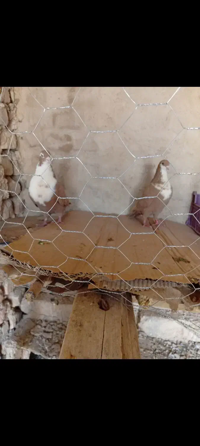 ریش گلاب|پرنده|خاش, |دیوار