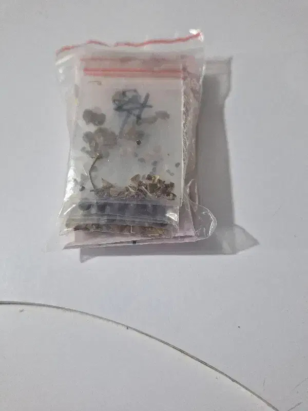 بذر بنسای|گل و گیاه طبیعی|رشت, کوی غلام نیا|دیوار