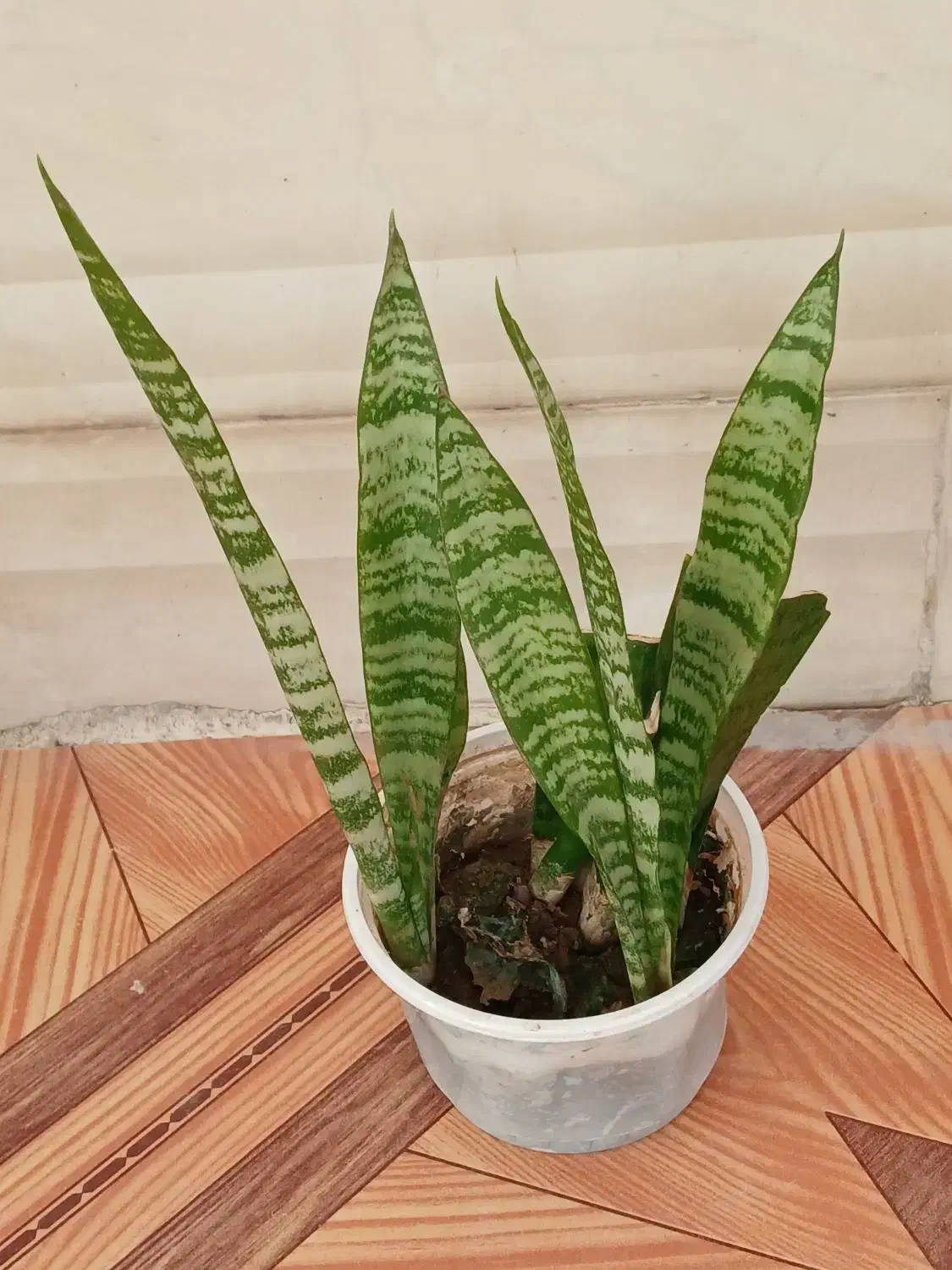 چهار نمونه گل  با هم 120|گل و گیاه طبیعی|ایذه, |دیوار