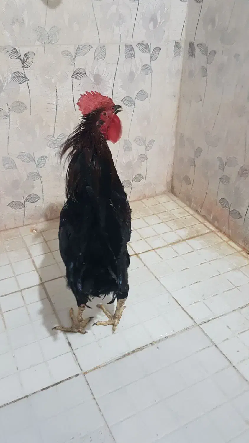 خروس جوان|حیوانات مزرعه|بندر ماهشهر, |دیوار