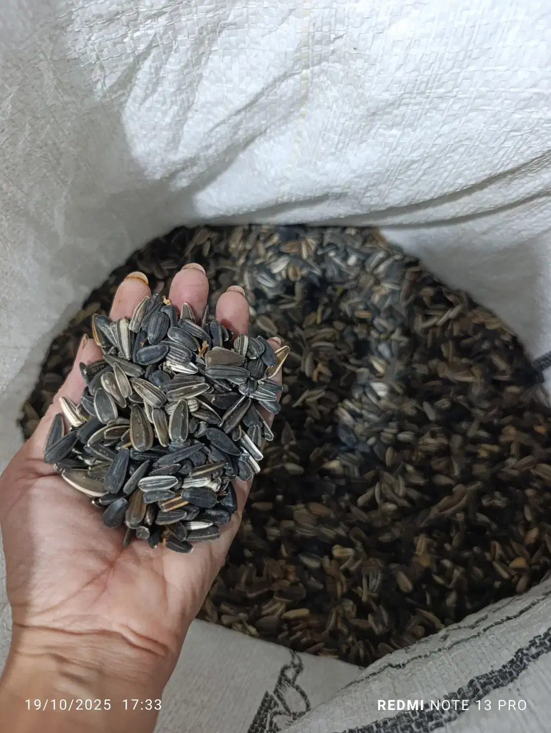 تخمه افتابگردان|خوردنی و آشامیدنی|شیروان (خراسان), |دیوار