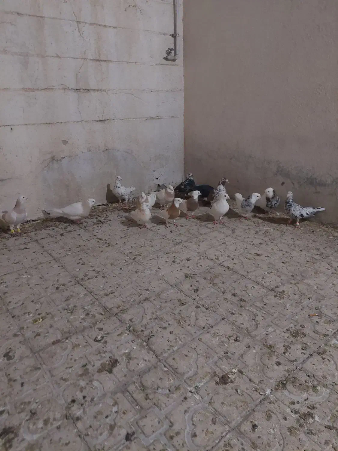 کفتر پلاکی وطوقی|پرنده|شیراز, کوزه گری|دیوار