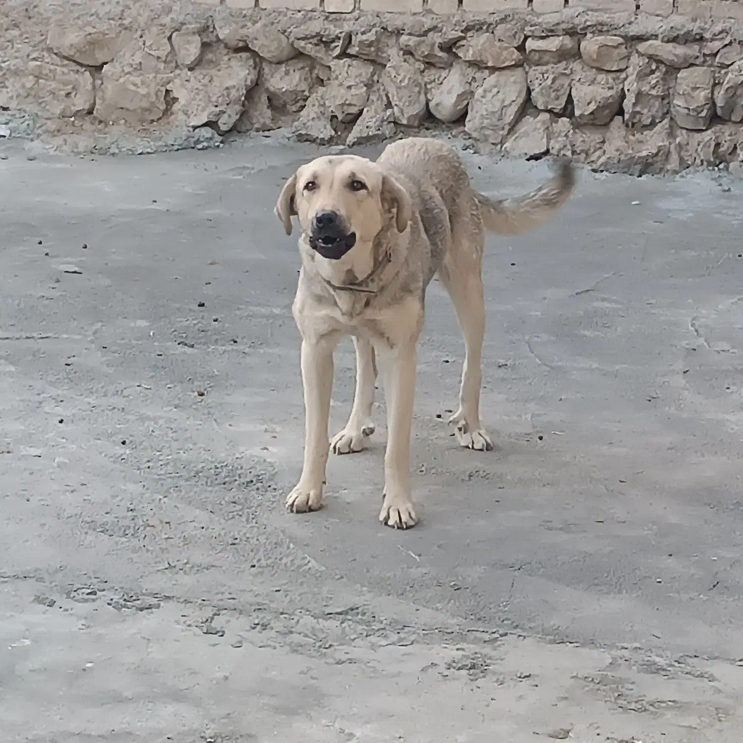 سلام واگذاری سه توله|سگ|گهواره, |دیوار