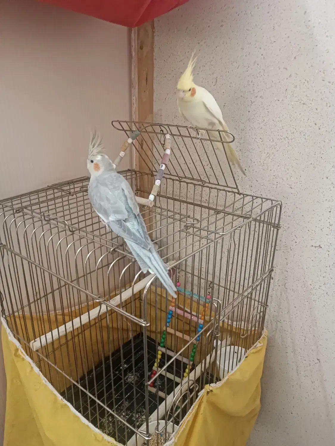 عروس هلندی دستی|پرنده|اسلام‌شهر, شهرک مهدیه|دیوار