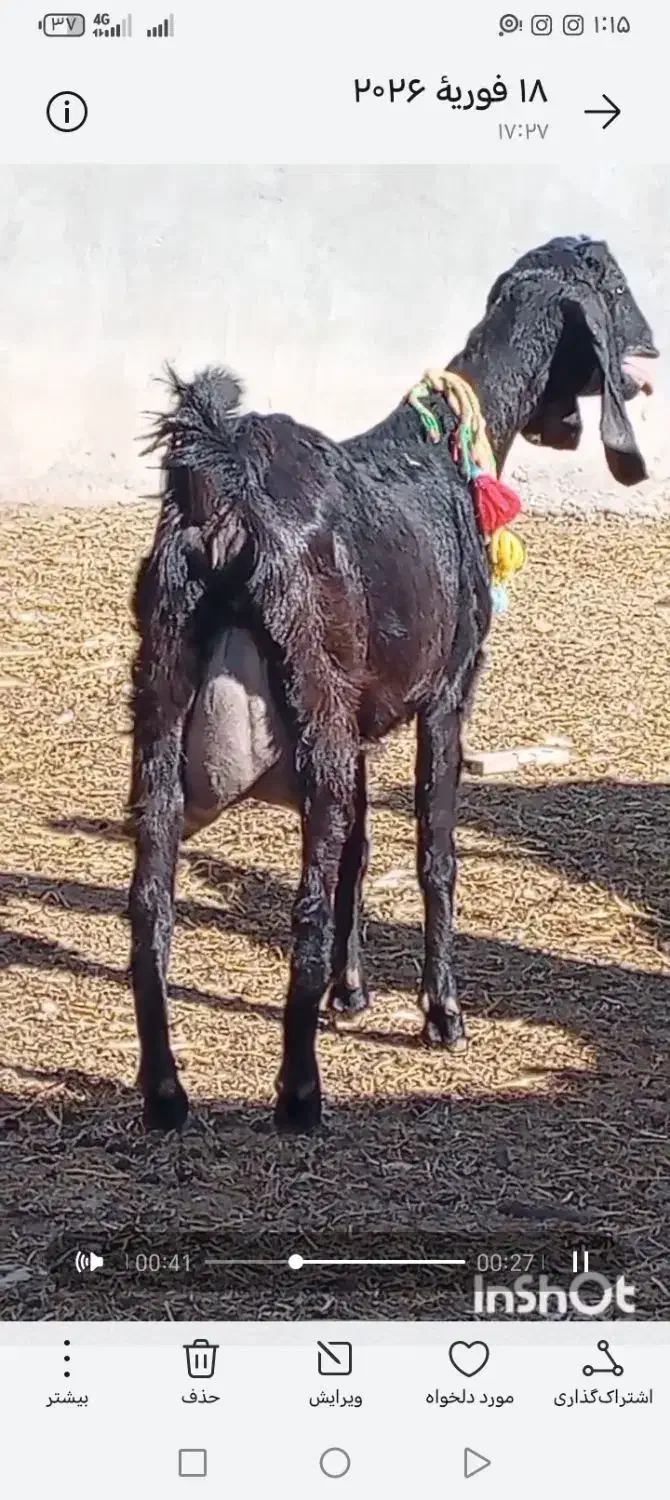 بز شیری|حیوانات مزرعه|بردسکن, |دیوار