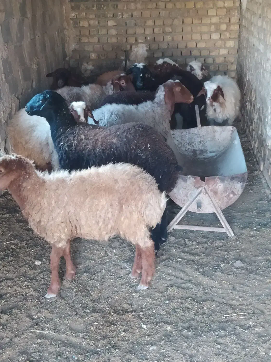 گوسفند|حیوانات مزرعه|جوادآباد, |دیوار