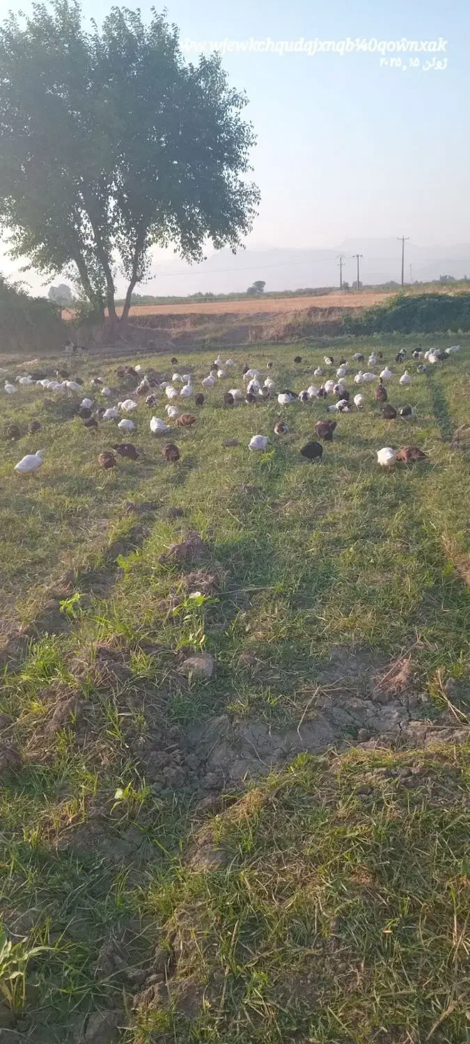 کردک ۹ماهه دانی ۳۲۰|حیوانات مزرعه|گنبد کاووس, |دیوار