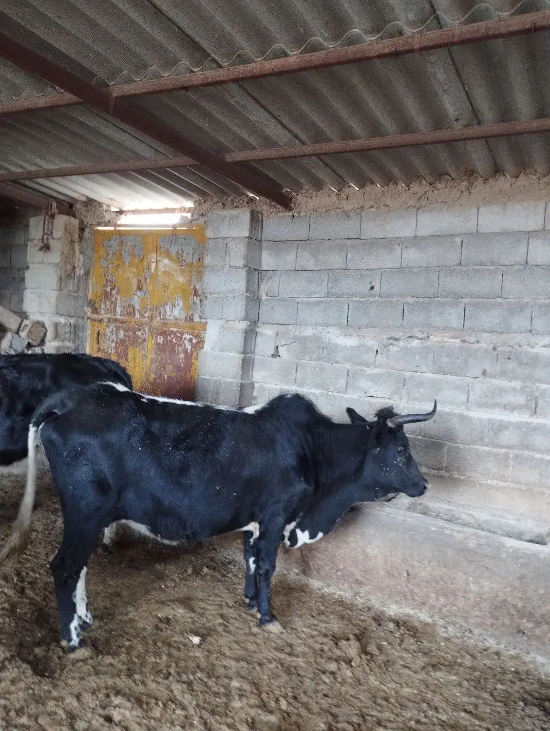 دوراس گاو دورگ محلی درجه یک|حیوانات مزرعه|فراغی, |دیوار