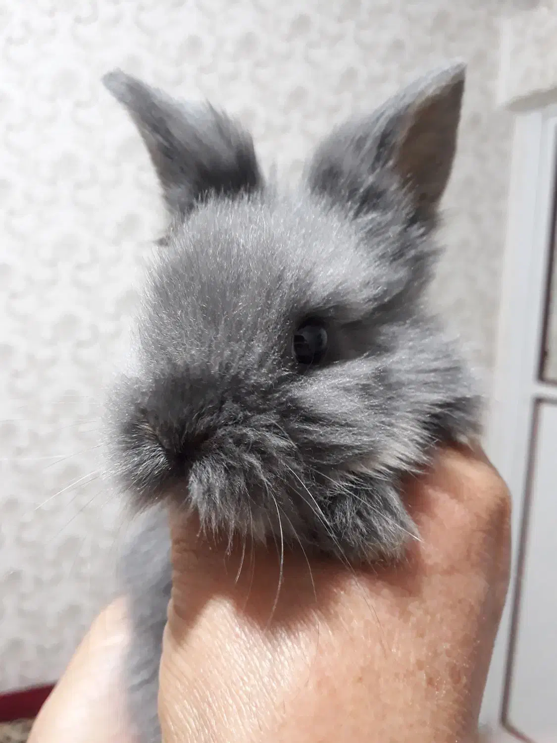 خرگوش نژاد دار|موش و خرگوش|قرچک, میرزائی شمالی|دیوار