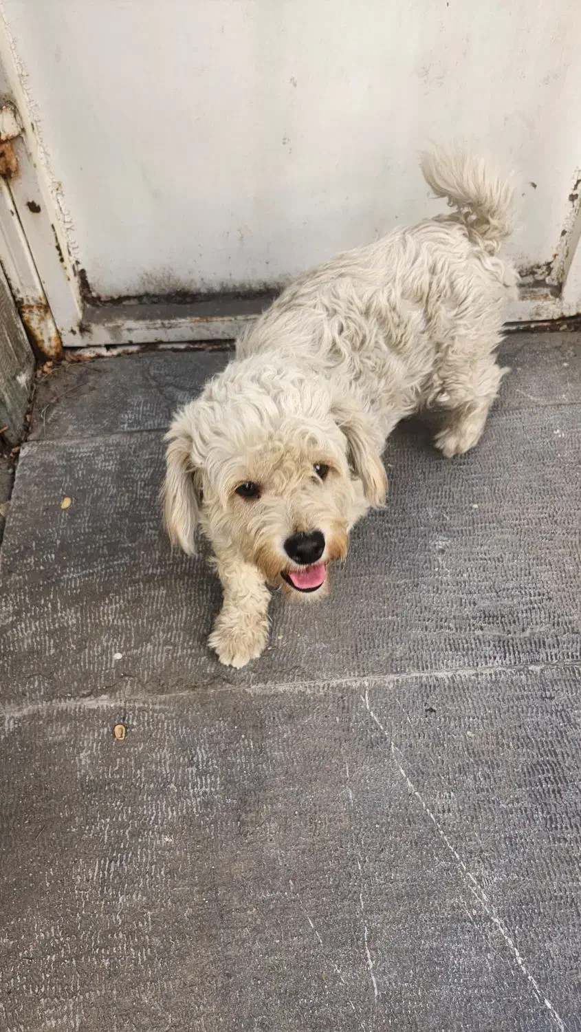 سگ شیتزو|سگ|مشهد, سجاد شهر|دیوار