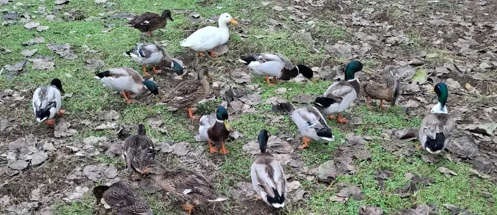 اردک پروازی نر بالغ کله سبز|حیوانات مزرعه|آستانه اشرفیه, |دیوار