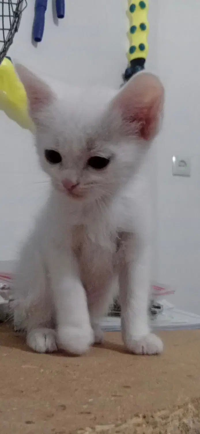 گربه پرشین نر|گربه|شاهرود, |دیوار