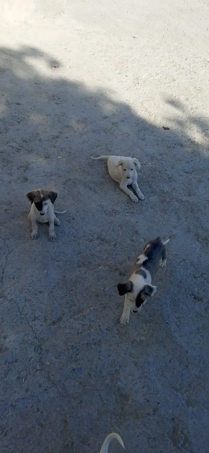 سگ پاکوتاه|سگ|شیروان (خراسان), |دیوار