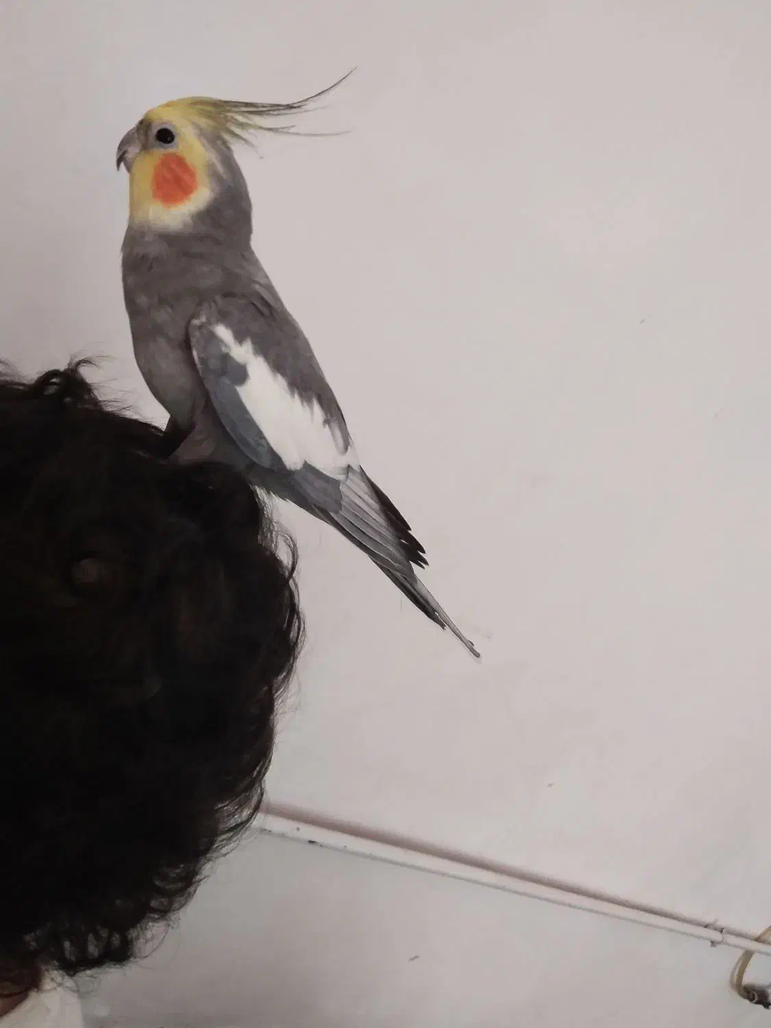 عروس هلندی نر کشیده رام و دستی|پرنده|صحنه, |دیوار