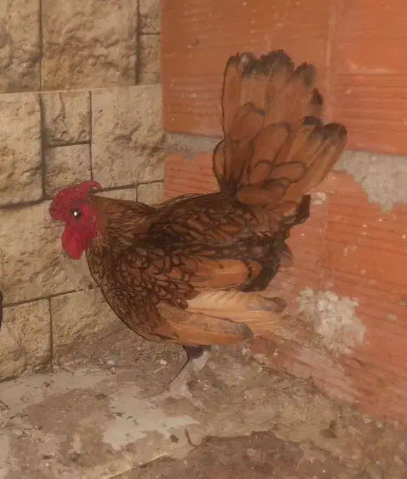 خروس سیبرایت پاکوتاه|حیوانات مزرعه|بندر گز, |دیوار