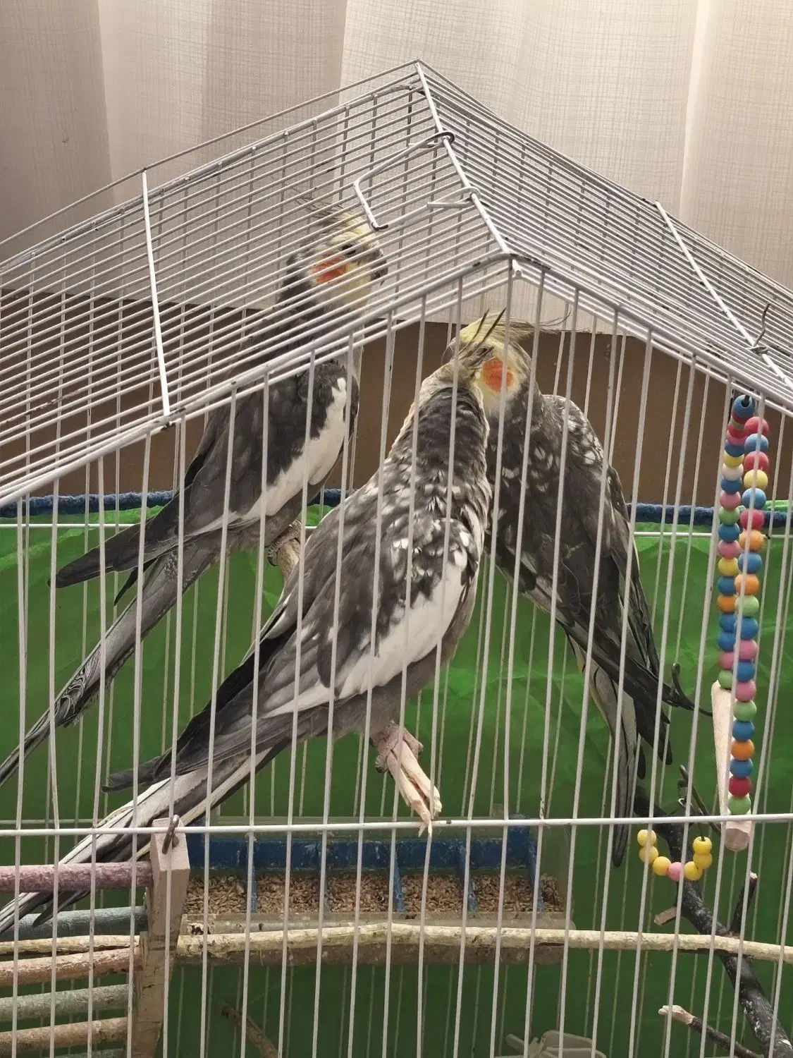 عروس هلندی|پرنده|رودسر, |دیوار