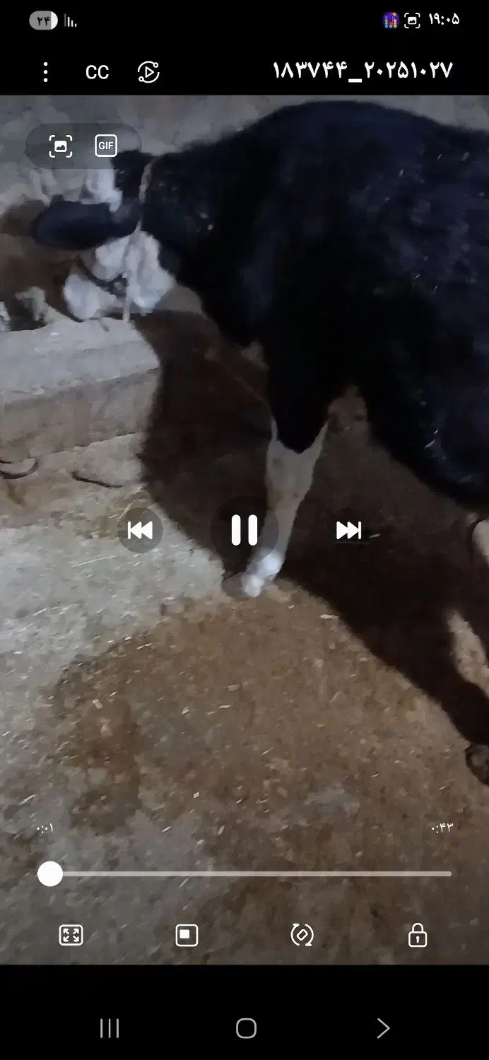 گوساله نر سیمینتال اصیل نابینا هست|حیوانات مزرعه|شباب, |دیوار