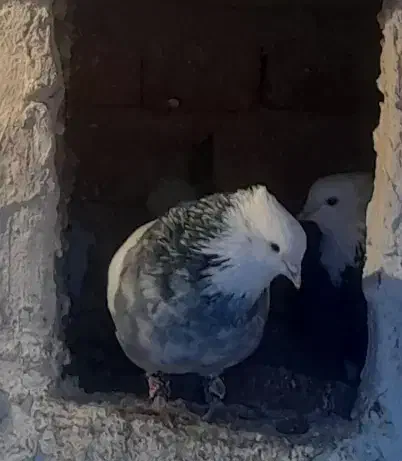 طوقی هفت رنگ گمشده|حیوانات|کبودرآهنگ, |دیوار