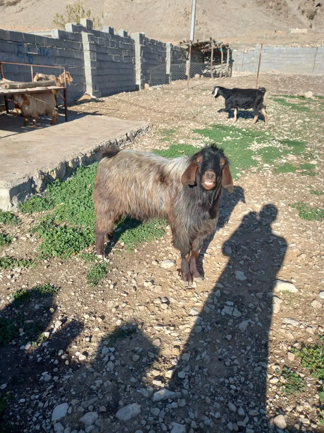 بز نر|حیوانات مزرعه|شباب, |دیوار