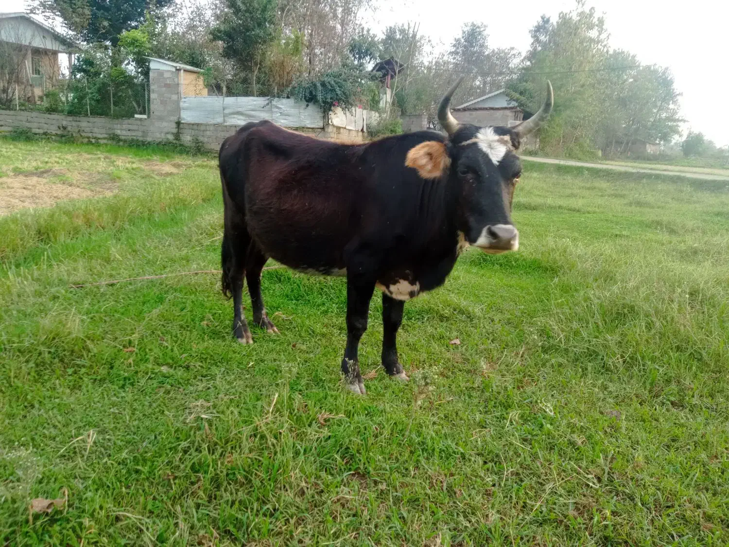 گاو  چالوسی  لیشه گوساله گاو ورزا|حیوانات مزرعه|رشت, گیل|دیوار