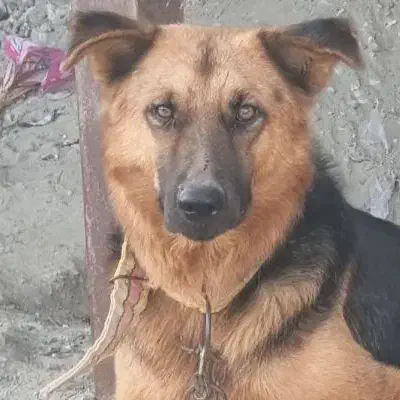 واگذاری|سگ|میناب, |دیوار