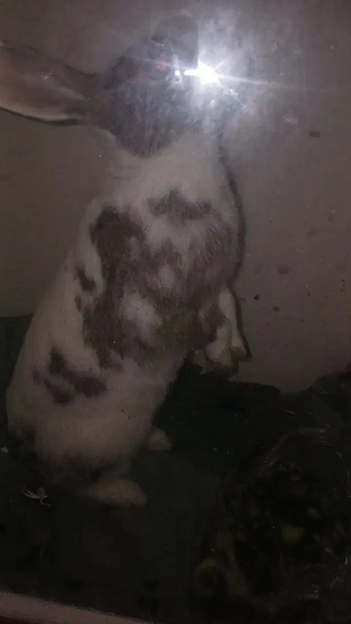 خرگوش|موش و خرگوش|رشت, آب و برق|دیوار