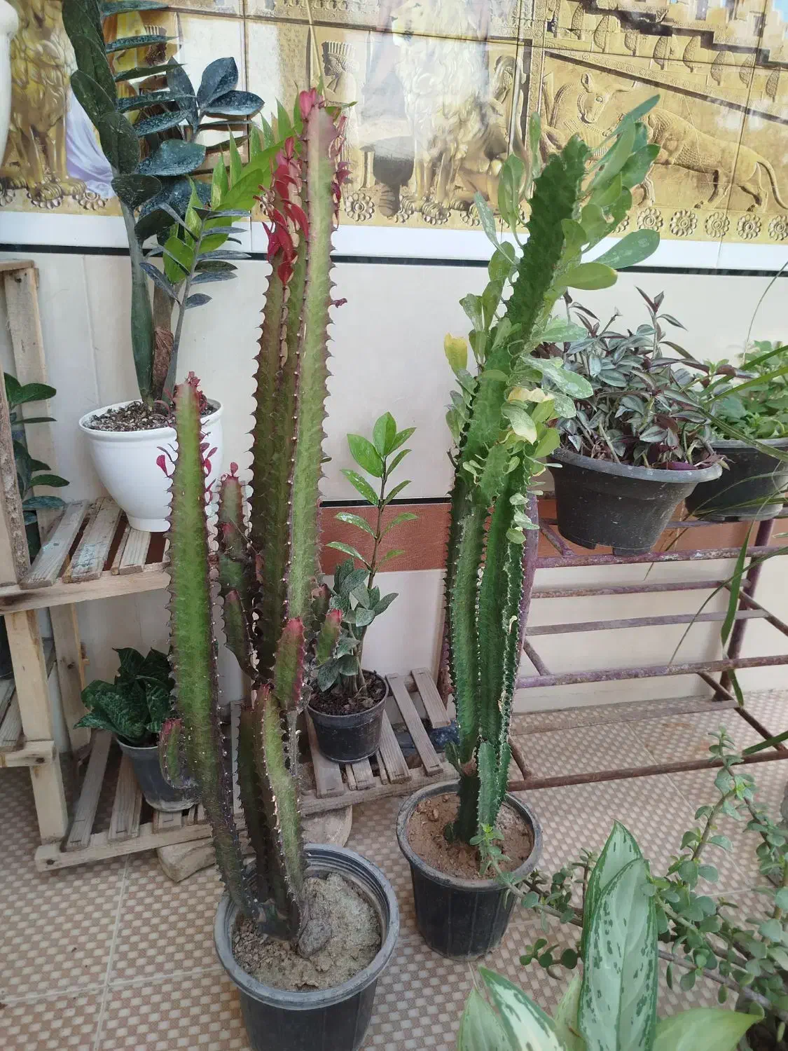 گل های آپارتمانی شاداب و مناسب|گل و گیاه طبیعی|برازجان, |دیوار