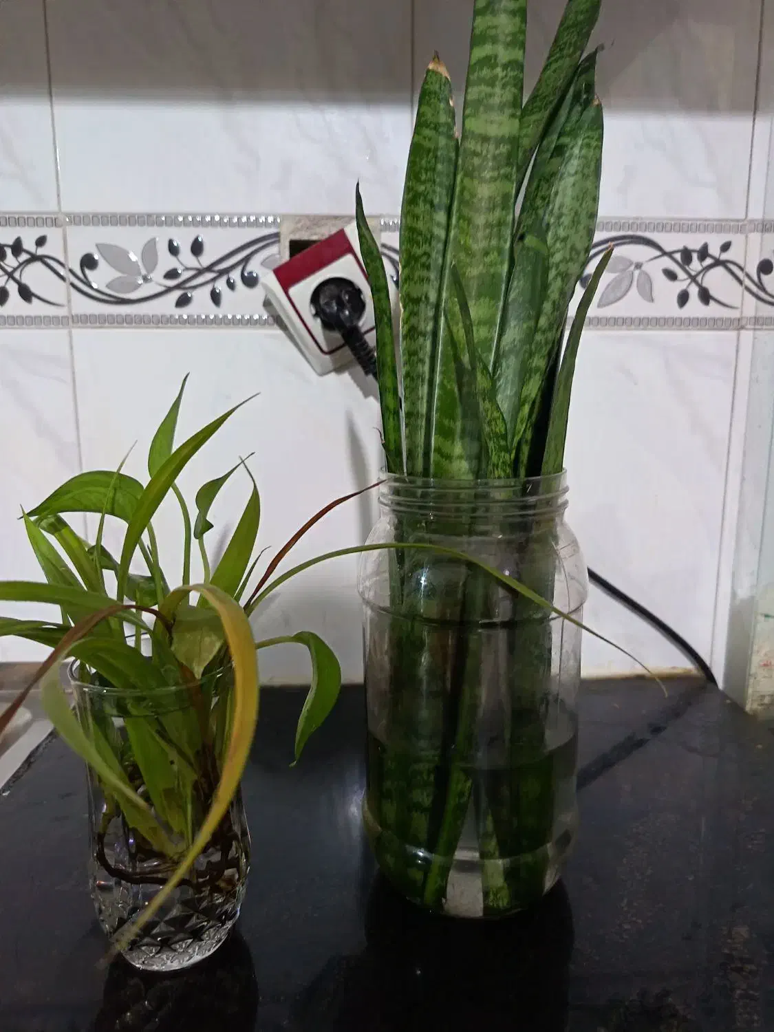 معاوضه گل|گل و گیاه طبیعی|نیشابور, فردوس شمالی|دیوار