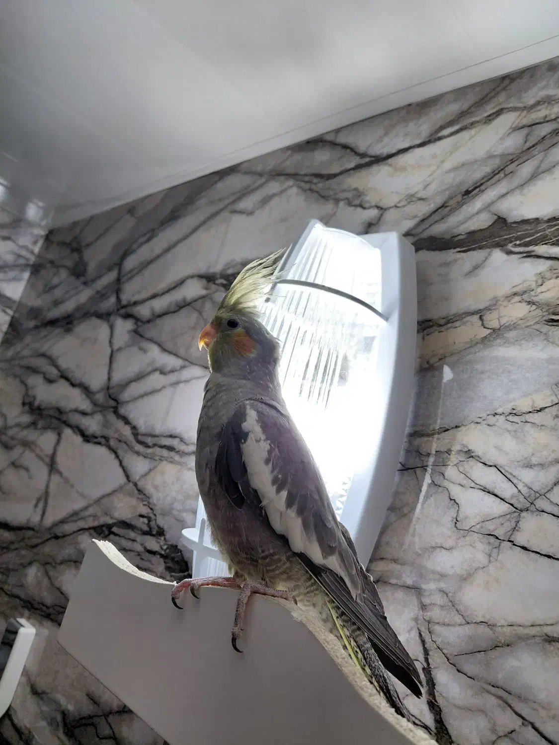 عروس هلندی نر ۴ ماهه|پرنده|اصفهان, باغ کاران|دیوار