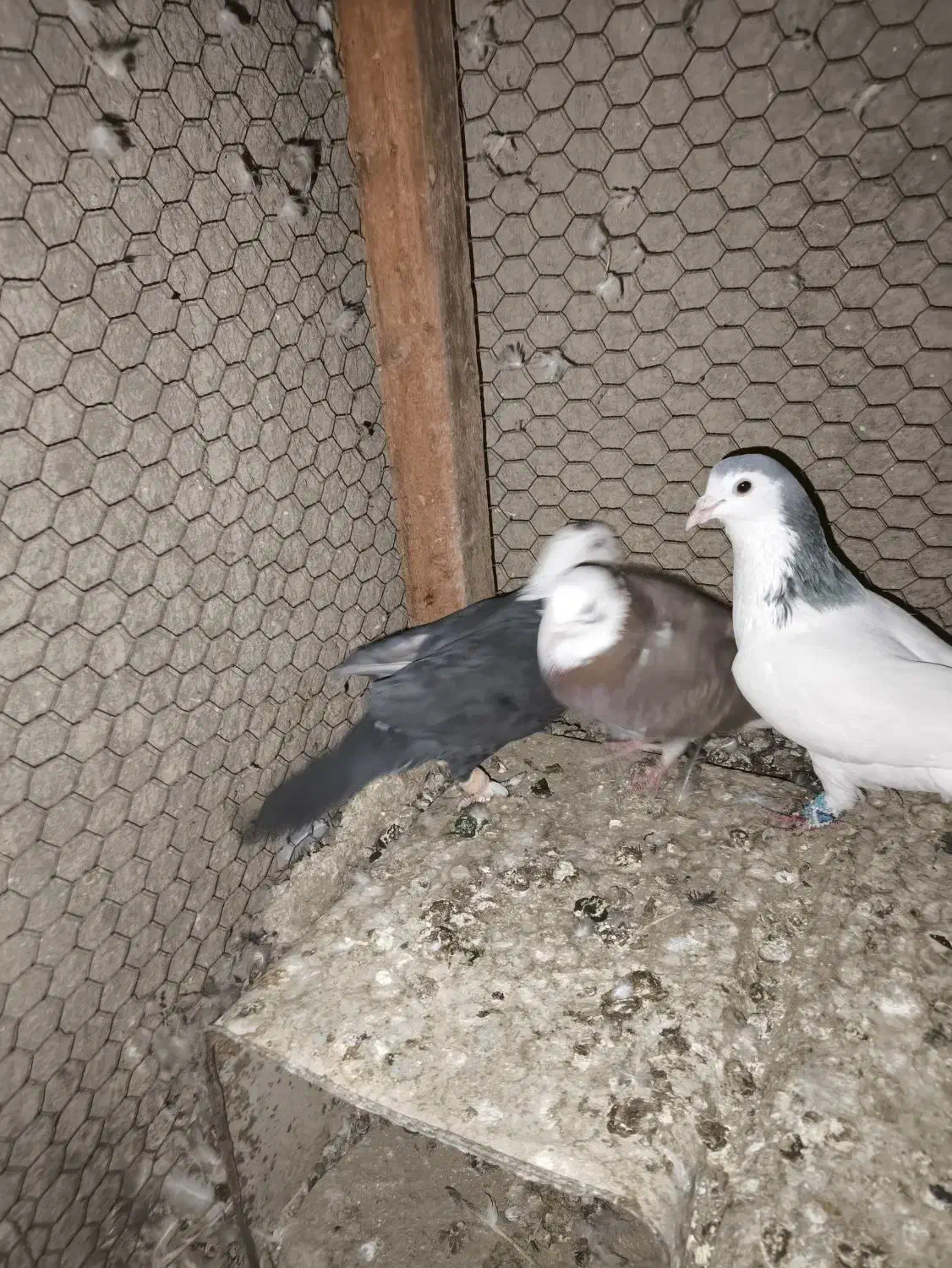 کبوتر|پرنده|زابل, |دیوار