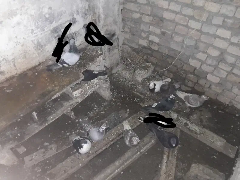 ده تا کبوتر|پرنده|شیروان (خراسان), |دیوار