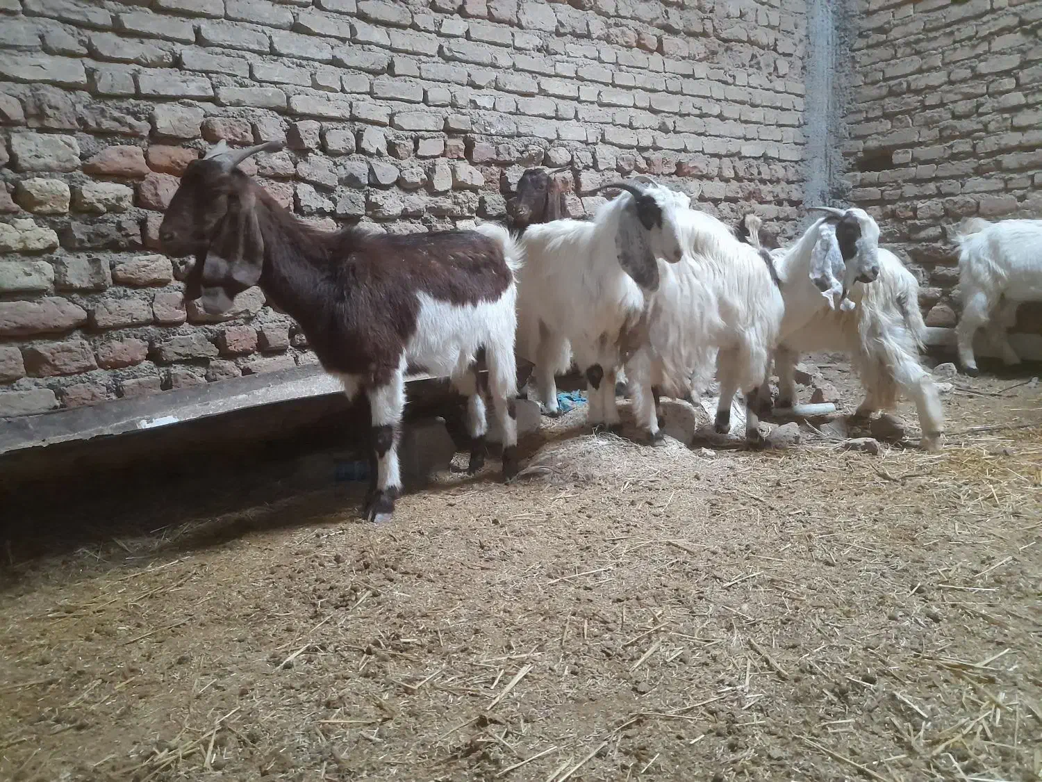 بزهای شیشک|حیوانات مزرعه|سیمین شهر, |دیوار