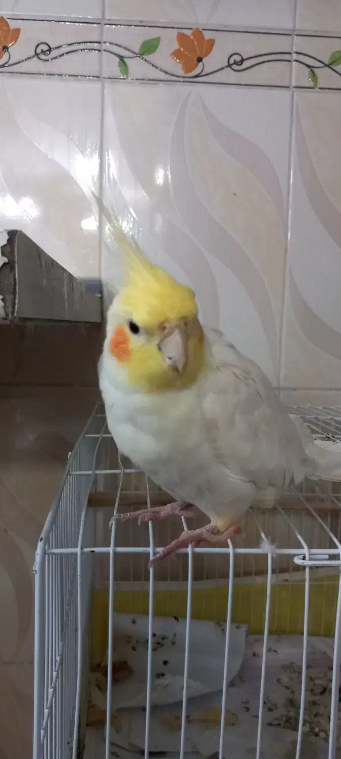 پرنده|پرنده|بندر گز, |دیوار