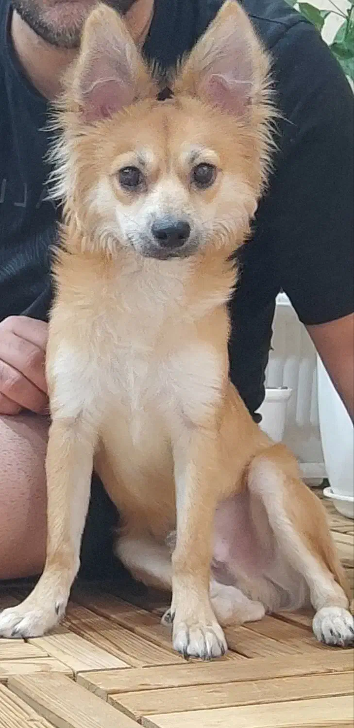 واگذاری رایگان به خانمها .جهت نگهداری نه فروش|سگ|خرم‌آباد, |دیوار