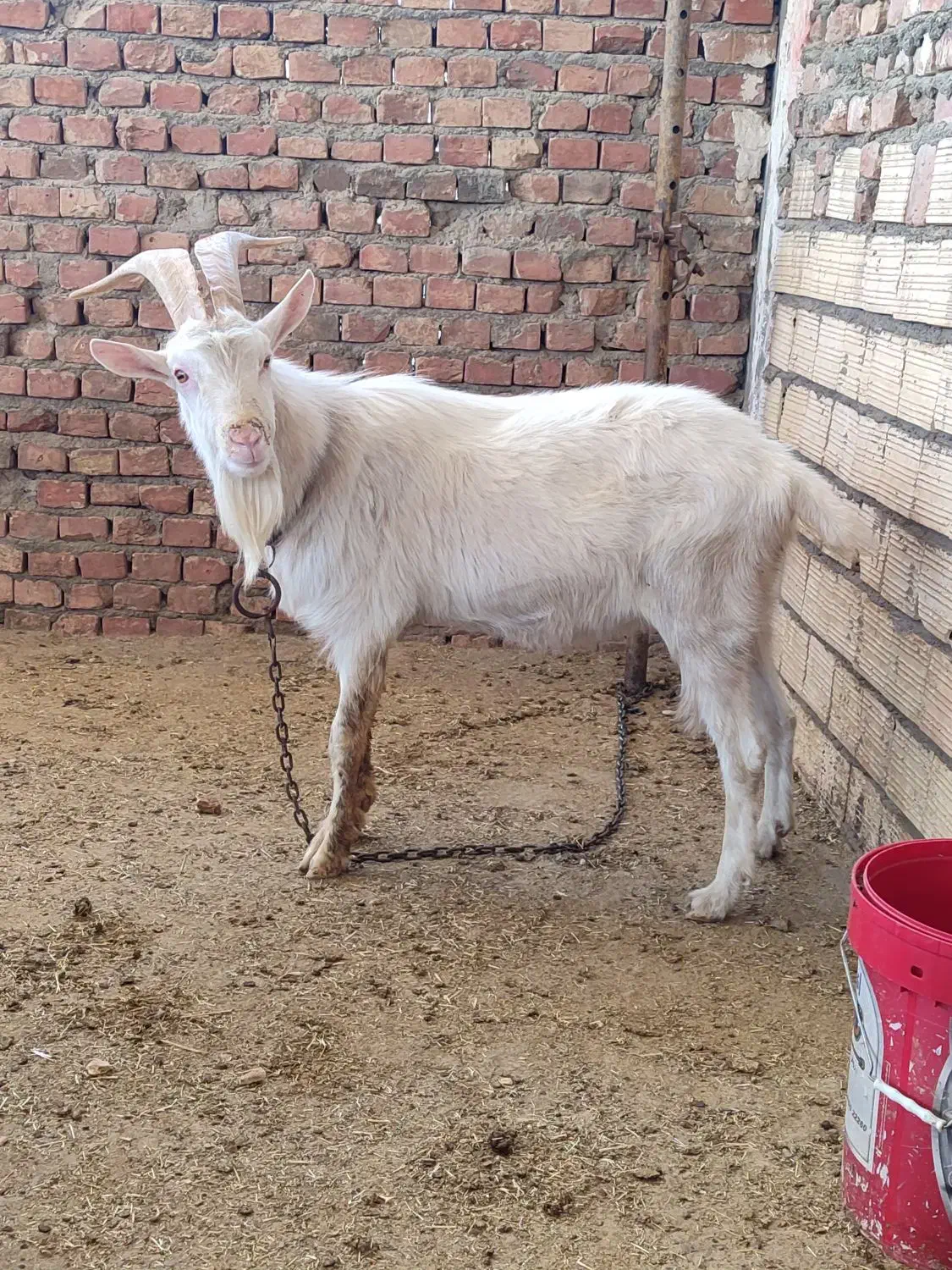 نر بز سانن|حیوانات مزرعه|زاهدان, |دیوار