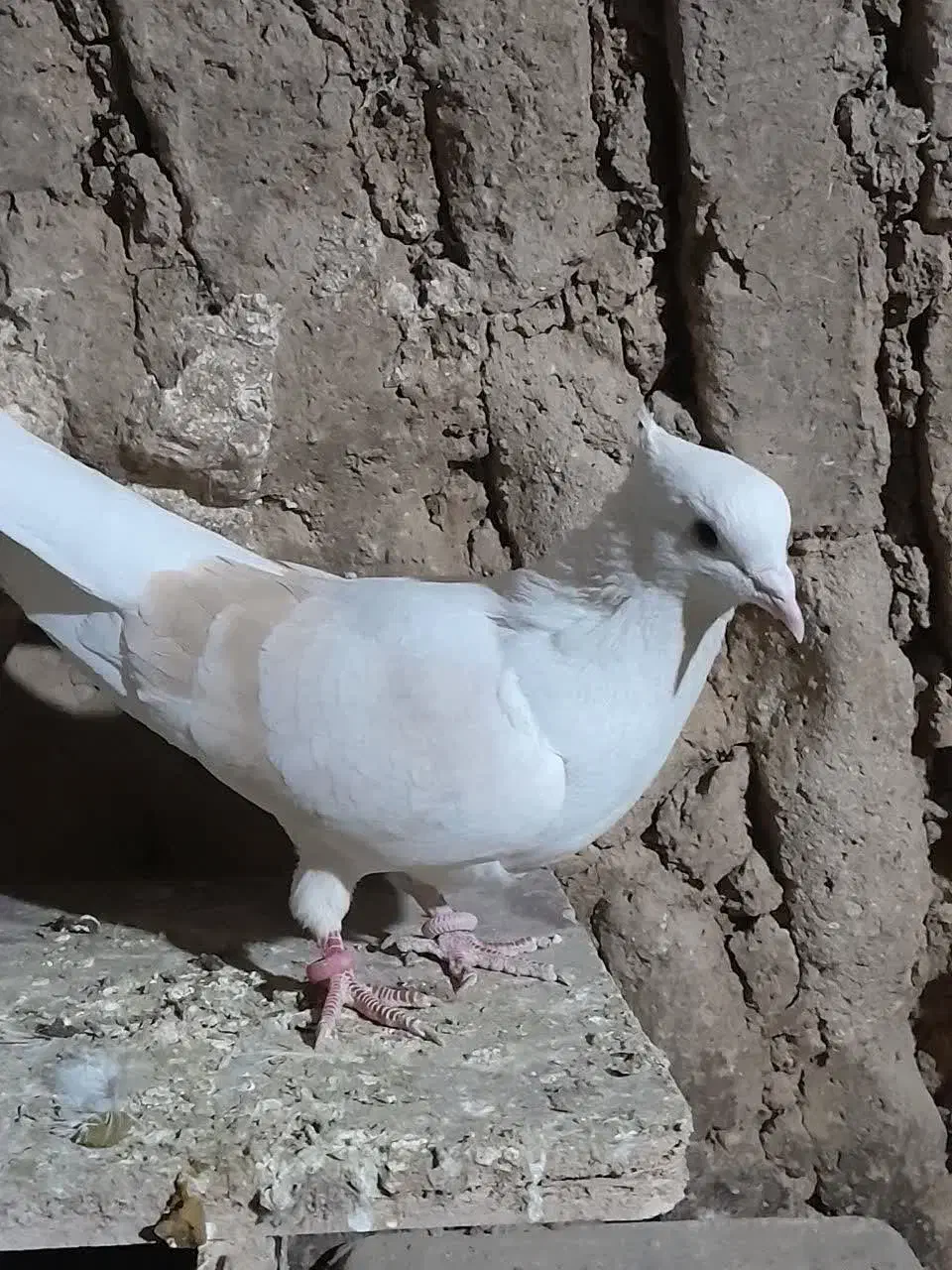 یک جفت کبوترنروماده|پرنده|بروجرد, |دیوار