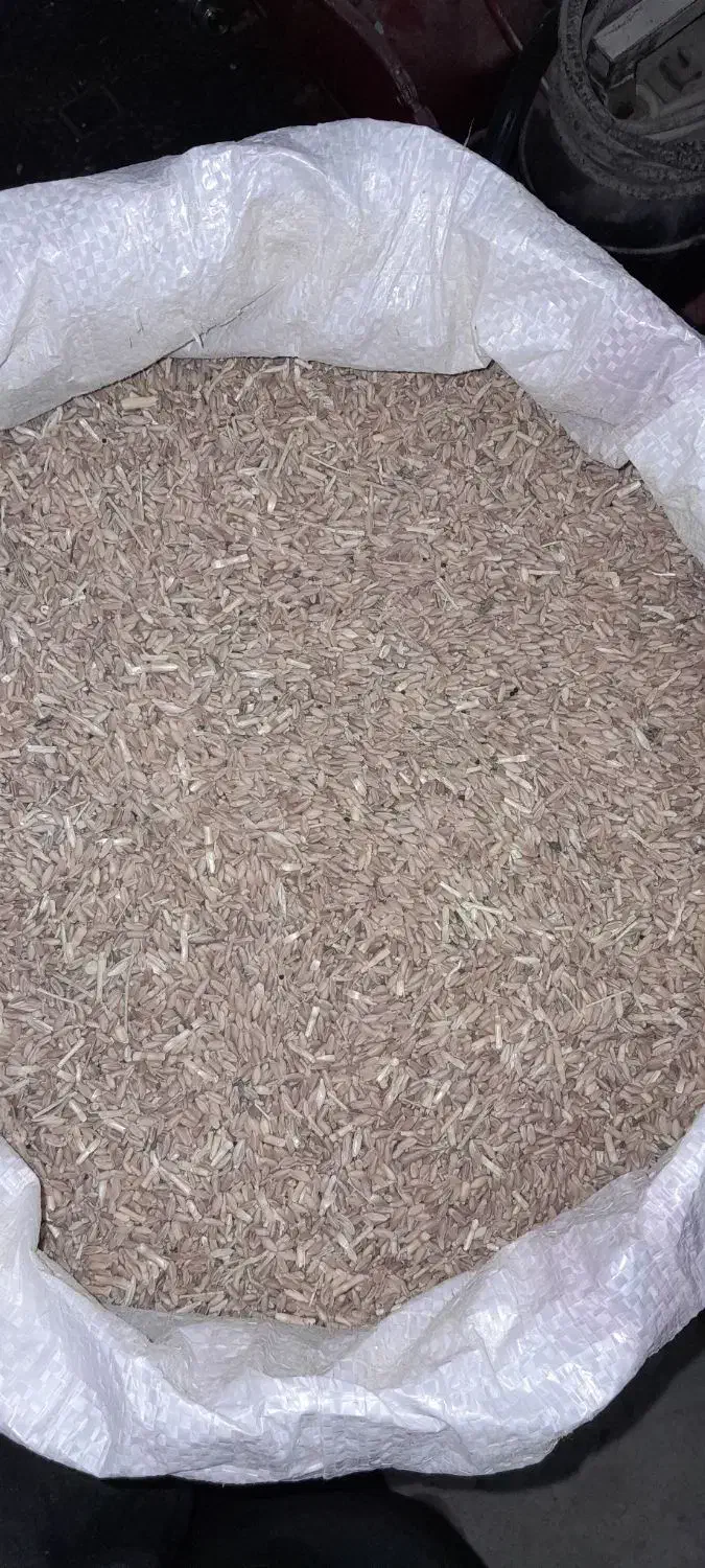 گندم دیمه قرمز مناسب بذر درشت وبدون شکسته|خوردنی و آشامیدنی|فریمان, |دیوار