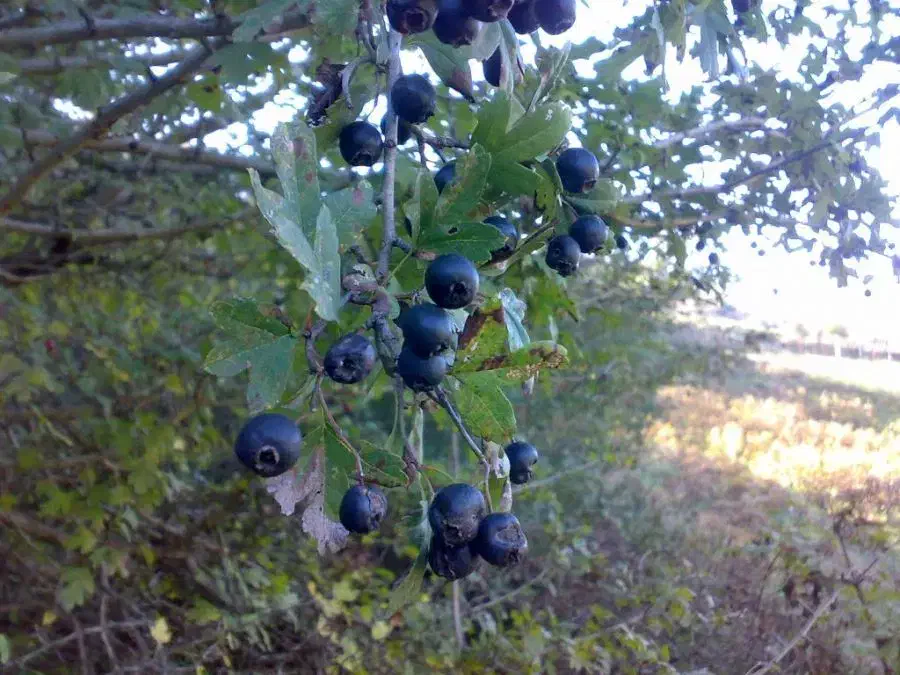 ولیک جنگلی ارگانیک|خوردنی و آشامیدنی|کلاله, |دیوار