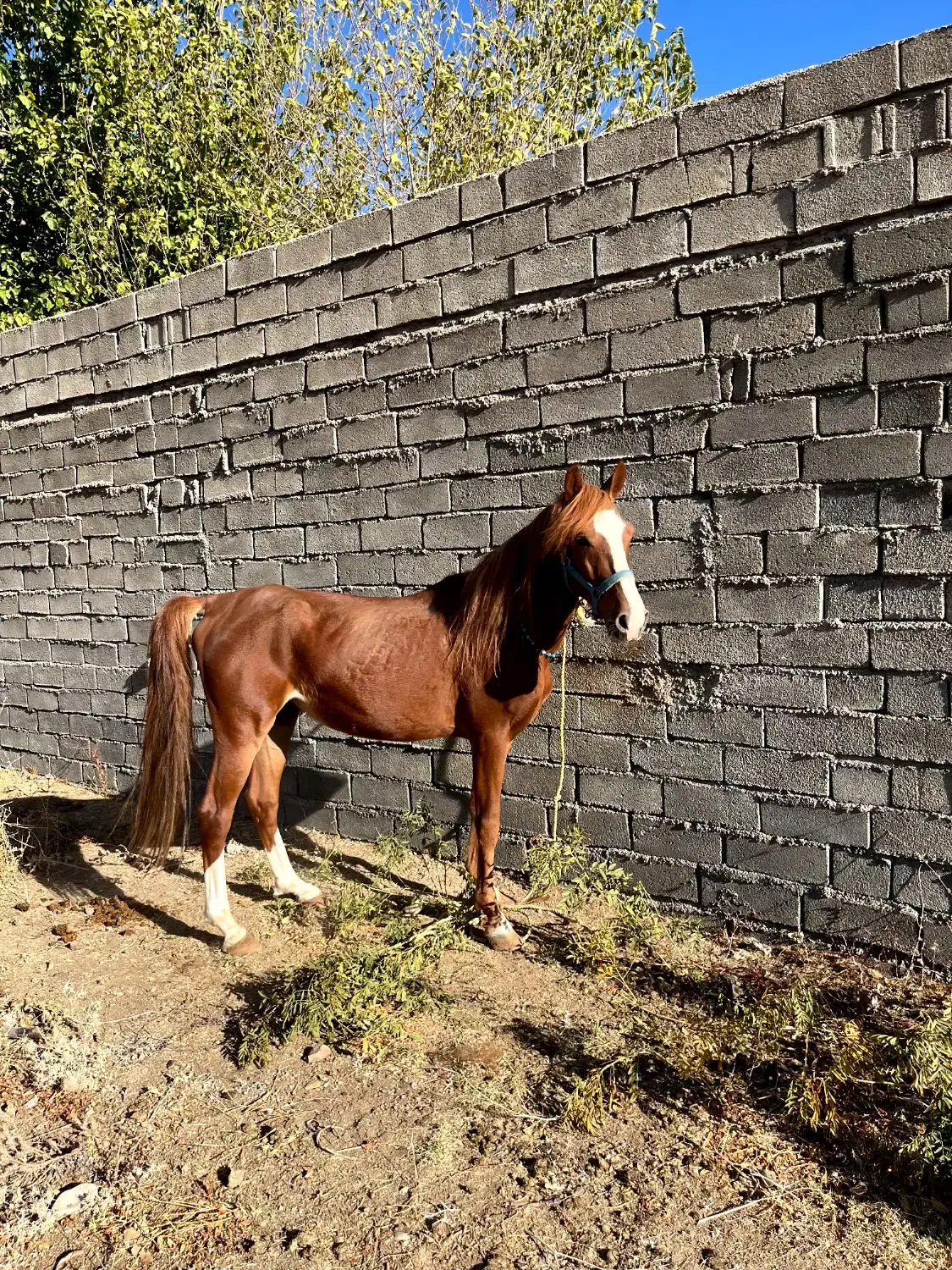 اسب|اسب و تجهیزات اسب‌سواری|خرم‌آباد, |دیوار