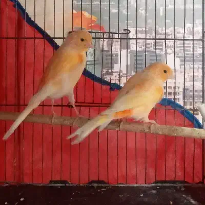 قناری پرتغالی برادر و خواهر|پرنده|رشت, علی آباد|دیوار