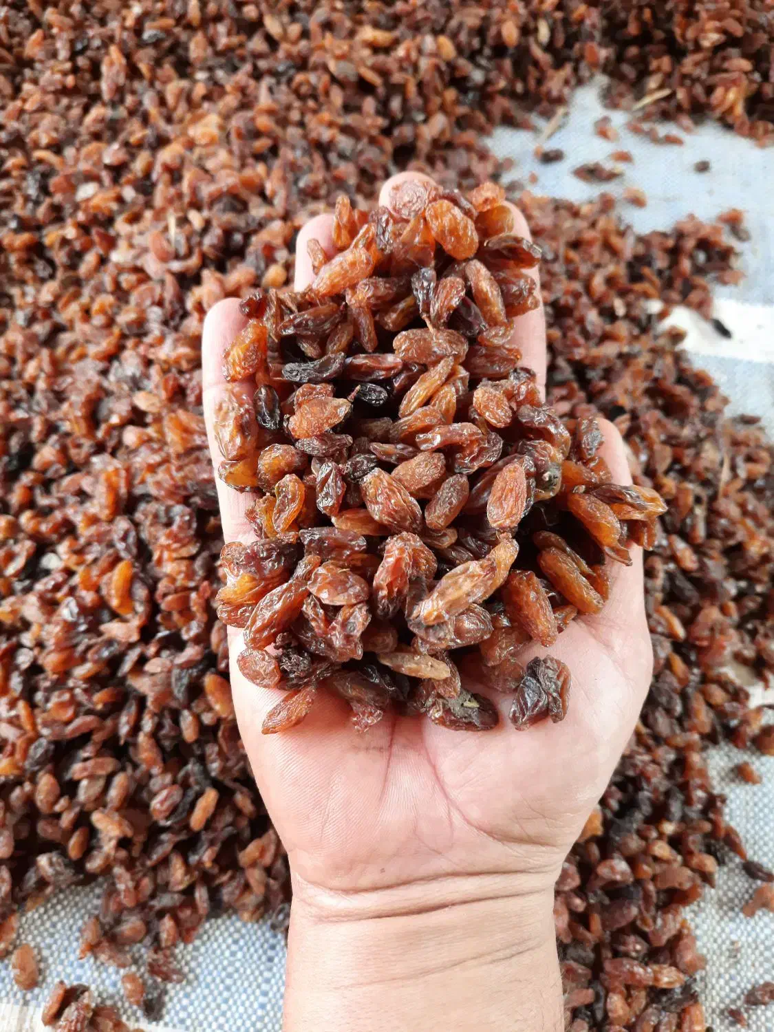 کشمش افتابی گله کاشمر|خوردنی و آشامیدنی|مشهد, کوشش|دیوار