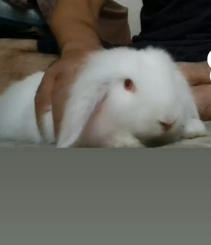 خرگوش لوپ سفید|موش و خرگوش|رودسر, |دیوار