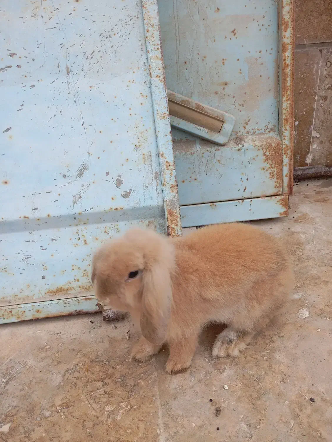 خرگوش لوپ|موش و خرگوش|بندرعباس, |دیوار