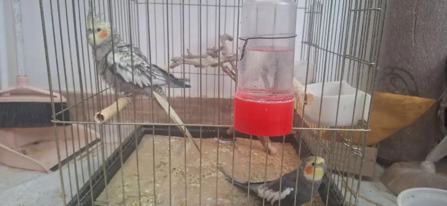 عروس هلندی|پرنده|بجنورد, |دیوار