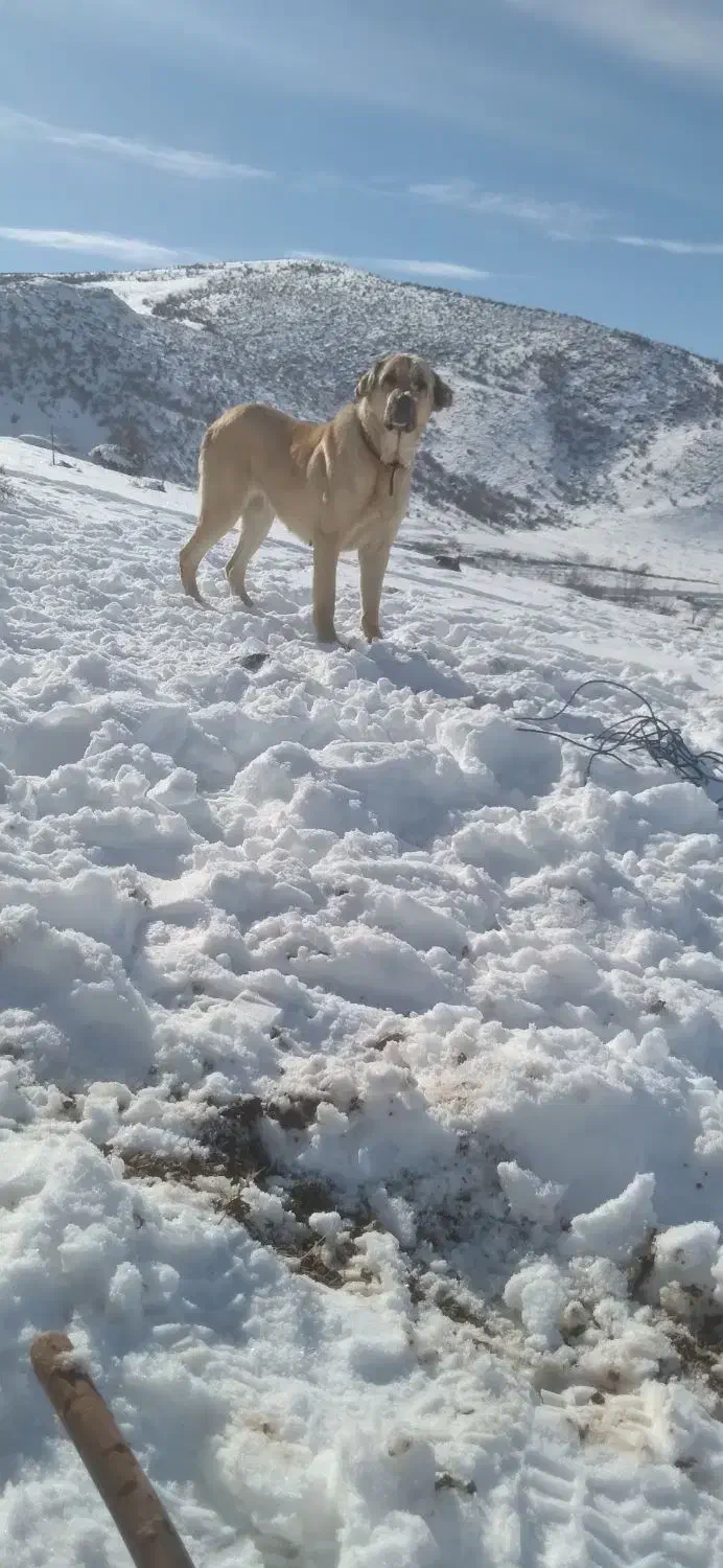 سگ ماده|سگ|سملقان, |دیوار