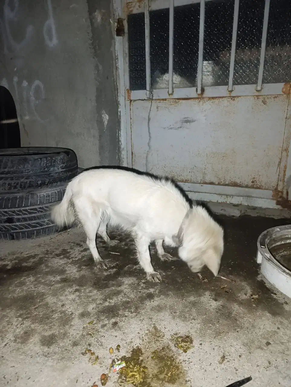 واگذاری سگ|سگ|ایذه, |دیوار