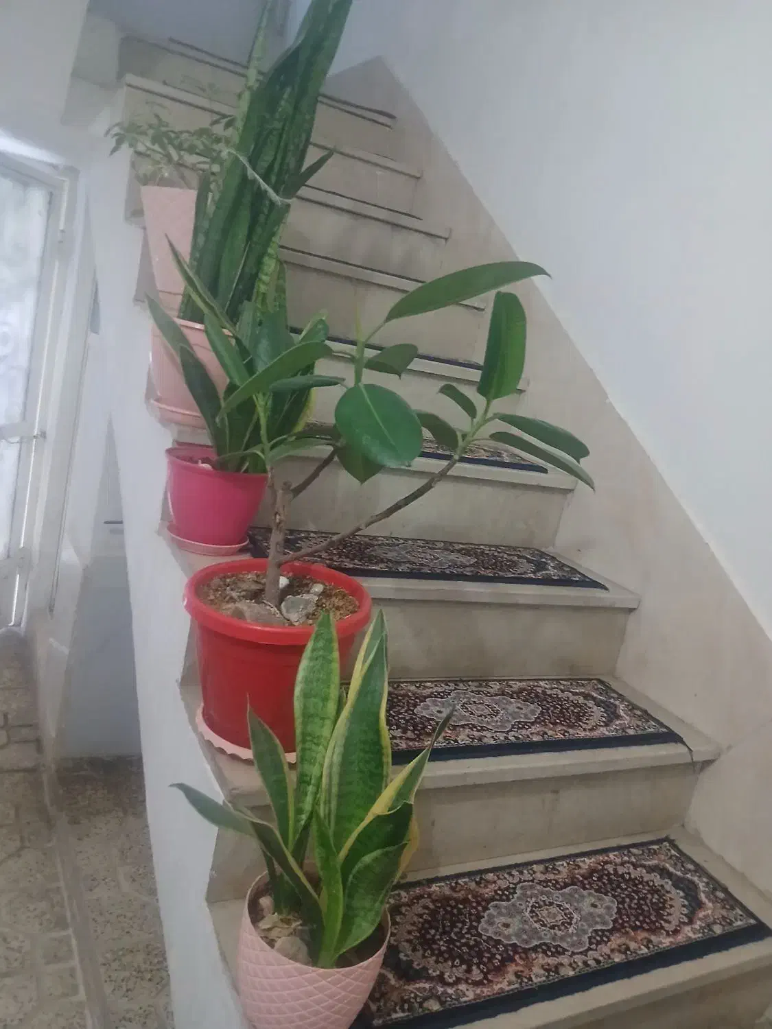 گل وگیاه طبیعی|گل و گیاه طبیعی|نسیمشهر, |دیوار