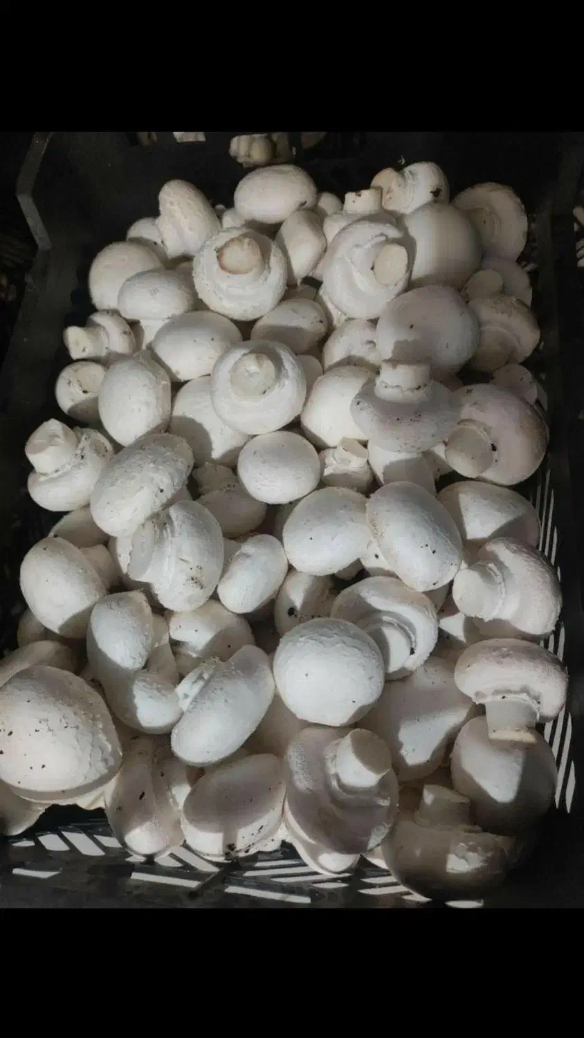 فروش قارچ|عمدهفروشی|کرمانشاه, |دیوار