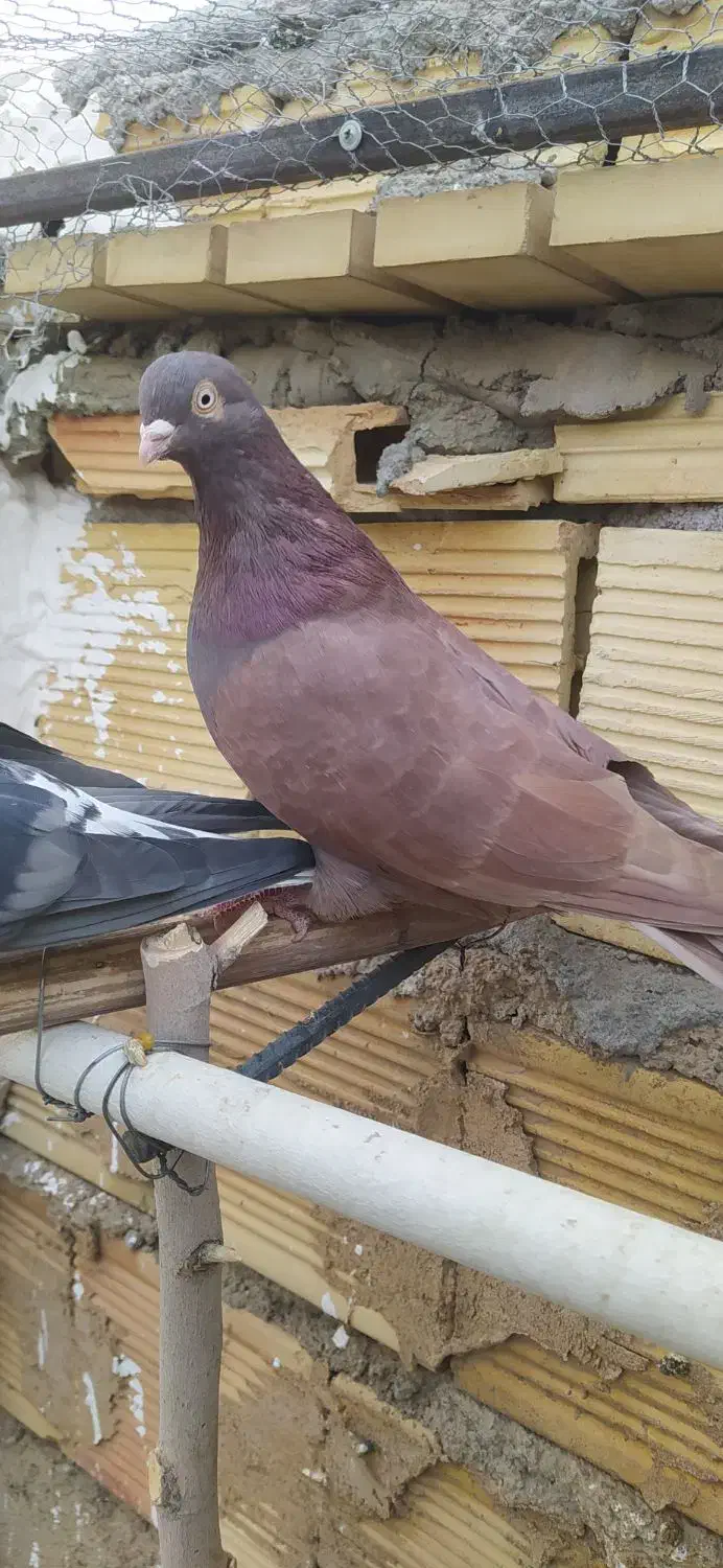 کبوتر|پرنده|شهرضا, |دیوار